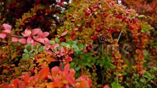 特写4k镜头，美丽的灌木丛与红色和绿色的莱夫和浆果。 摘要秋季背景或背景视频