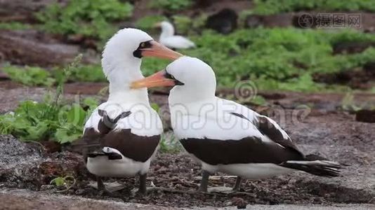 厄瓜多尔加拉帕戈斯国家公园热诺维萨岛鸟巢上的纳斯卡潮视频
