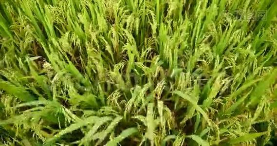 稻田绿色农业生态系统亚洲水稻稻田越南绿色农场。 收获农业种植黄金视频