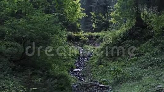 喀尔巴阡山脉。 山谷里的村庄。 森林里的洛基河边。 把松树关紧视频