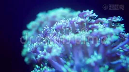 宏4k视频荧光葵慢慢移动它的触角。 珊瑚礁上的海洋水下生物.. 完美完美完美视频