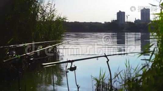 钓鱼竿矗立在城市建筑背景下的芦苇丛中视频