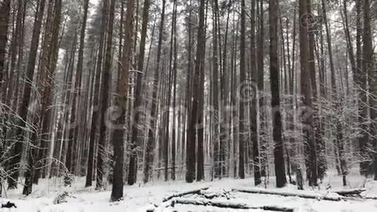 冬天森林里的一排松树视频
