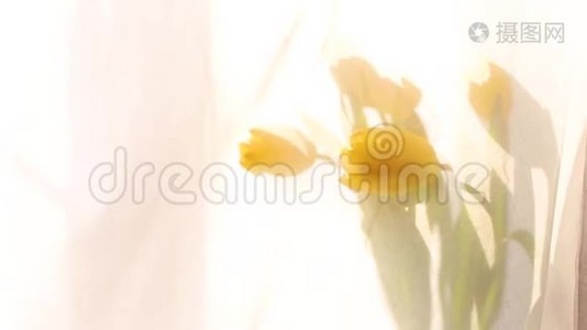 一束五朵黄色郁金香在玻璃花瓶里视频