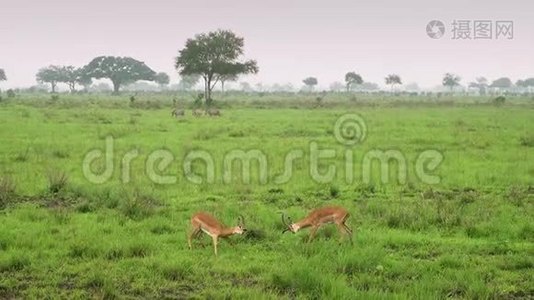 非洲羚羊在野生大草原上教儿童战斗。 坦桑尼亚视频