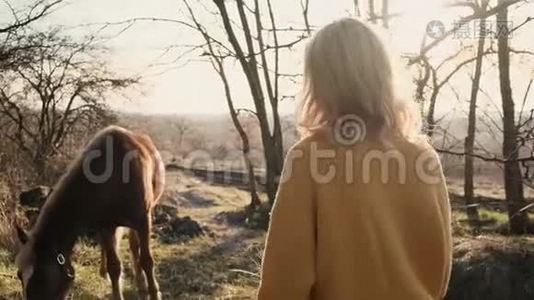 穿着黄色毛衣的金发女孩带着她优雅的棕色-白色马走在树林里，用干草慢动作喂他视频