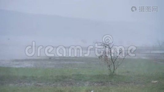 雨滴在草地上，雨中有树视频