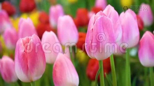 合上美丽的粉红色郁金香花，清新的自然花和风吹来。视频