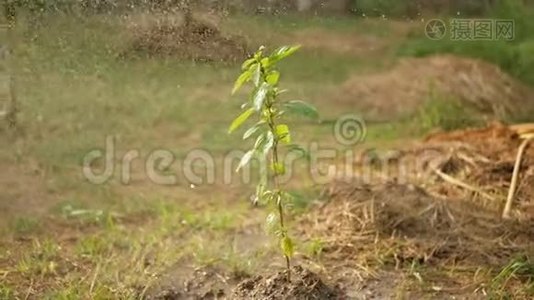 给花园里的植物浇水视频