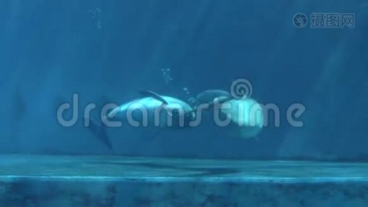 海豚3视频