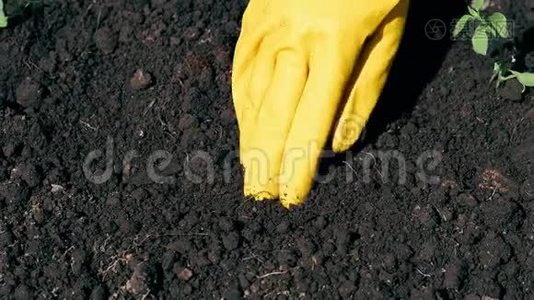 在花园里的地上用女人的手在春天`种树苗视频
