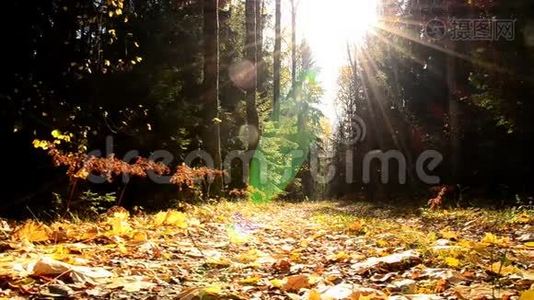 秋天的森林在十月。 黄叶树。视频
