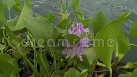 水葫芦，水中有紫罗兰色的花视频
