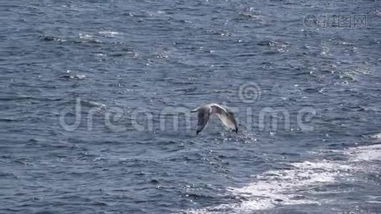 海鸥飞越海洋视频