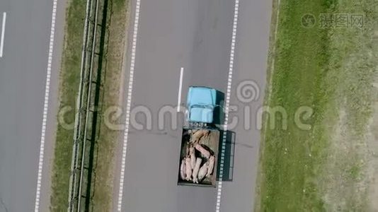 一辆载着猪的卡车。 公路穿过田野和树木。视频