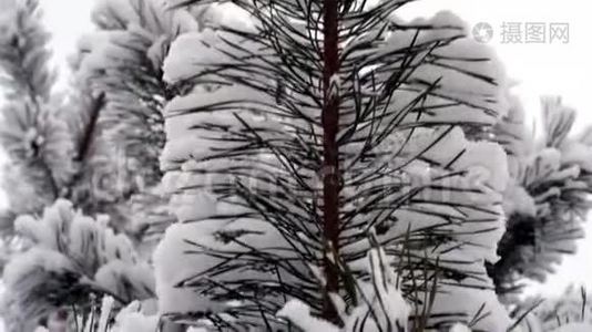 冷杉树枝上的雪视频