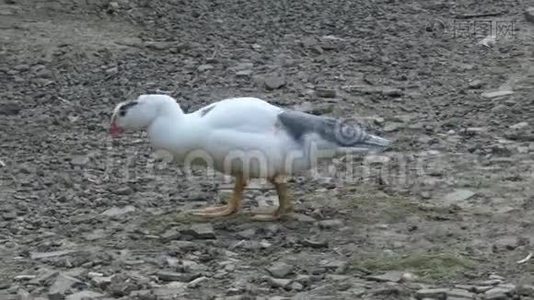 鸭子散步视频