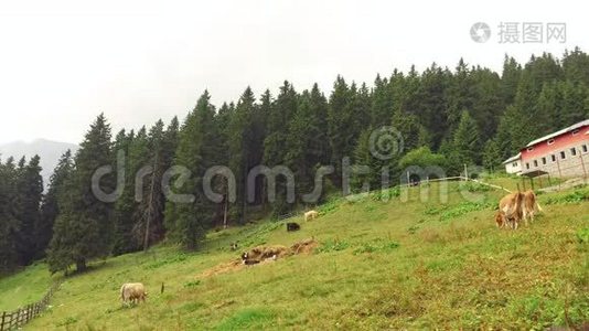 在干草堆和农场附近的山地牧场上放牧的牛群视频