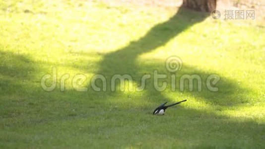鸟在草地上吃东西视频