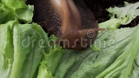 蜱虫巨螺吃生菜叶.视频