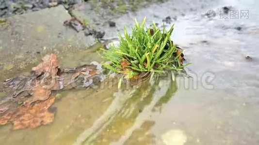 草长在屋檐下的排水槽里.. 郁郁葱葱的青草在泥泞的水中。 在脏水里漩涡。 泡沫流视频