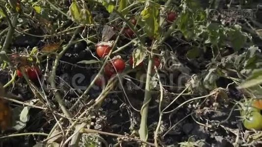 一个成熟的红色有机西红柿的慢镜头。 农业经营，健康生活方式..视频