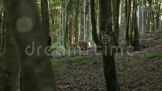 野生猴子在森林里吃视频