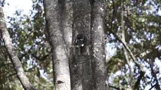 银颊犀鸟从洞里觅食视频