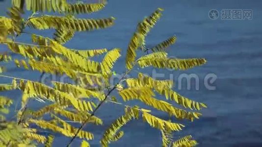 在水边的树枝上有黄色的叶子视频