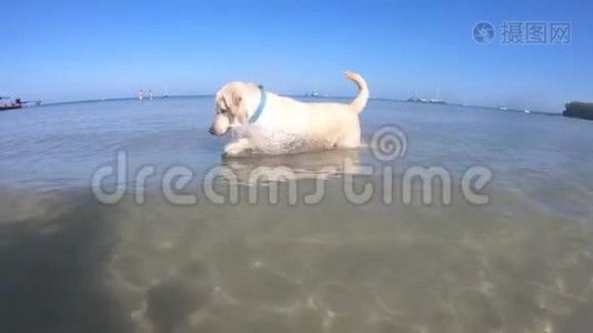 一只白狗在热带岛屿的海岸上觅食。 拉布拉多跳进水里。视频