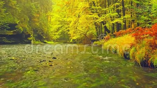 秋天的河流。 秋天的自然景观，公园里树上五颜六色的叶子。 秋天。视频