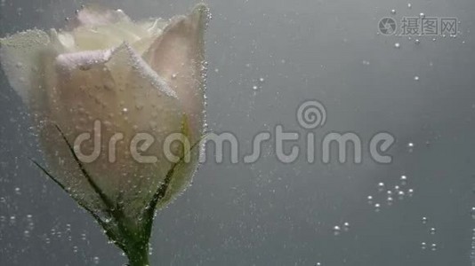 美丽的奶油色玫瑰发现在清澈的结晶水中。 空气中的气泡环绕着花朵，视频