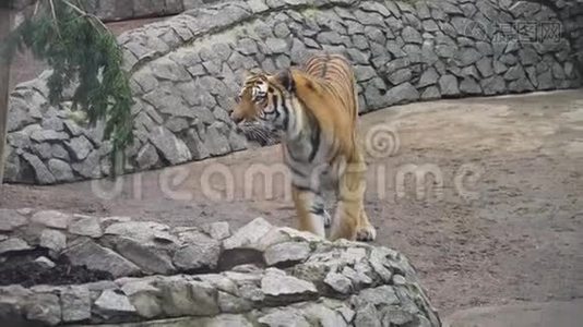 动物园里的大老虎。视频