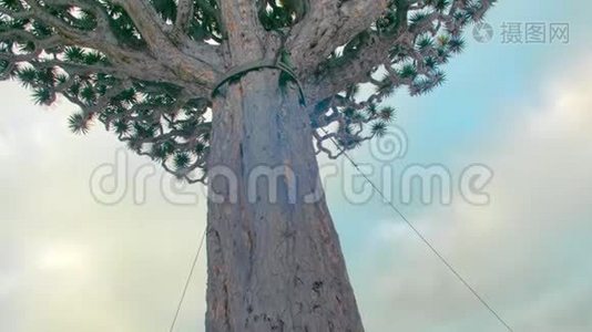 著名的1000年老龙树在伊科德德洛斯维诺斯，特内里夫。 金丝雀视频