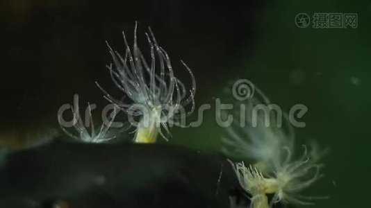 成年健康的食肉动物海葵可能会在水中捕食浮游生物，它们的触角也会移动视频
