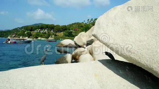 泰国高岛海滩附近岩石上的太平洋礁鹭鸟视频