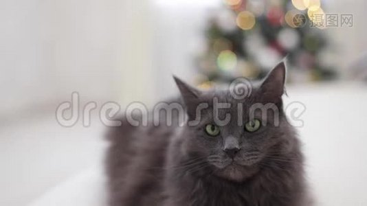 圣诞快乐！灰色搞笑猫躺在沙发上，背景是孩子们的玩具泰迪熊大大小小都是视频