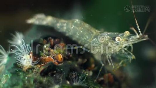 一个有趣而活跃的甲壳类动物帕拉蒙鱼、波罗的海对虾、咸水蜕膜检查海洋植被的宏观镜头视频