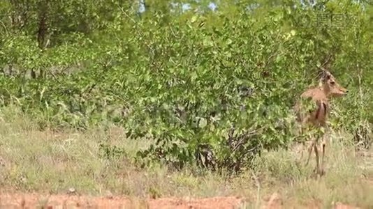 草原草原上的黑斑羚视频