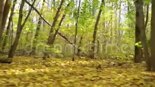 秋公园里的安斯塔夫视频