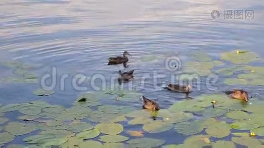 鸭子沿着河游。 湖上野鸭吃面包视频