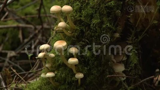 小蘑菇生长在树上视频