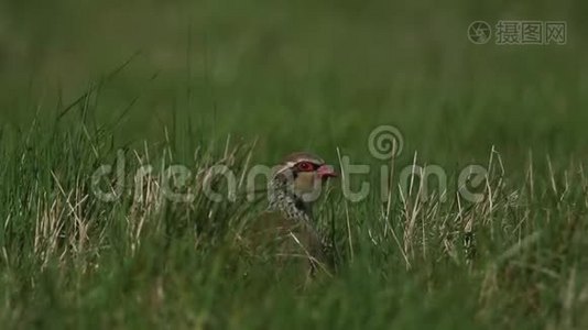 一只漂亮的红，阿列克托里斯鲁法，躲在长长的草地上，在春天阳光明媚的风日里看着。视频