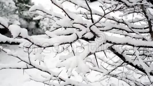 冷杉树枝上的雪视频