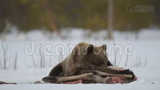 棕熊从冬眠中醒来，吃掉了驼鹿`。棕色熊在冬天的森林里晚上。科学名称：Ursus视频