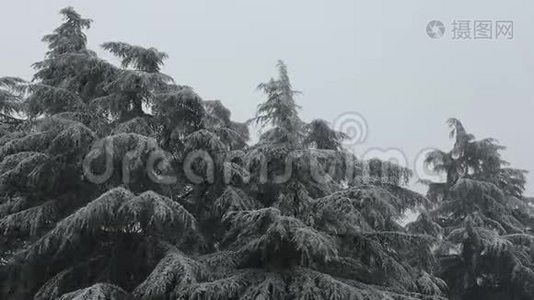 意大利博洛尼亚的森林，在圣诞节的暴风雪下。视频