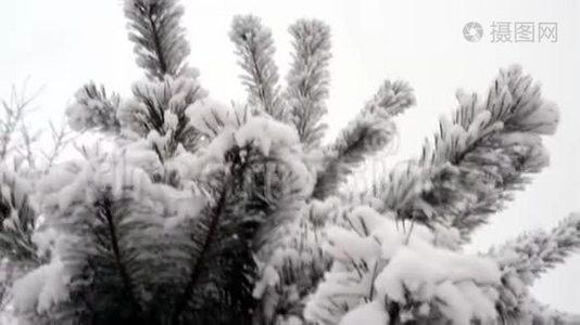 冷杉树枝上的雪视频
