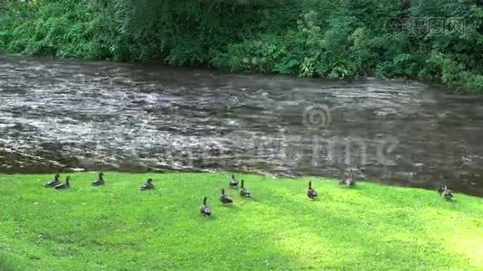 鸭子在河边被带着两只狗的女人吓跑了。静态射击。视频
