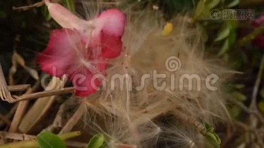 沙漠玫瑰热带花孢子，风吹流在花园里视频