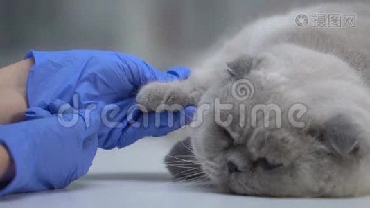 兽医检查猫爪是否受伤，完成体检特写视频